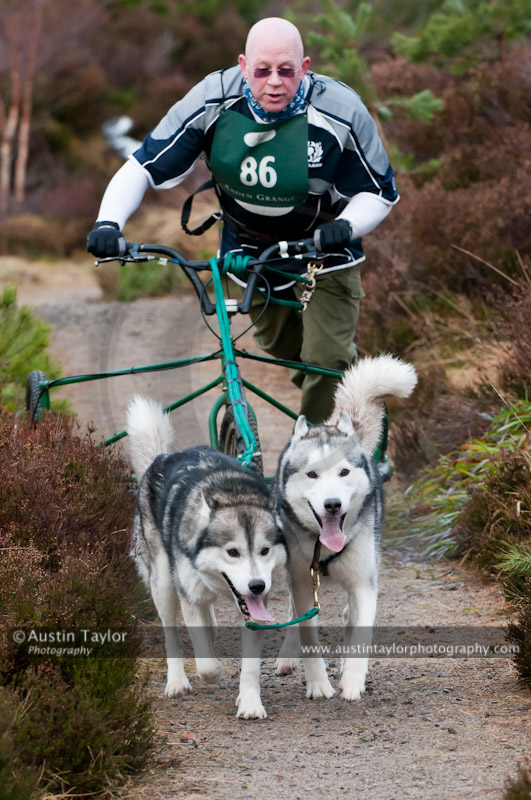 Racing Team in the Siberian Husky Club of GB Arden Grange Aviemore Sled Dog Rally 2011. Please don't use my images on websites, blogs or elsewhere without my permission. See www.austintaylorphotography.com for contact details