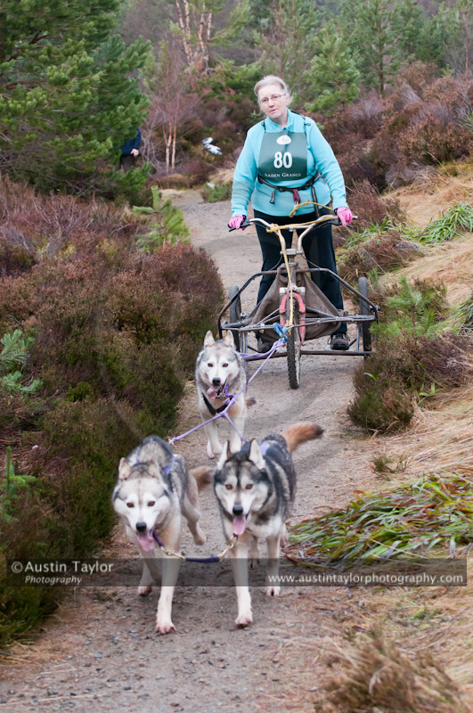 Racing Team in the Siberian Husky Club of GB Arden Grange Aviemore Sled Dog Rally 2011. Please don't use my images on websites, blogs or elsewhere without my permission. See www.austintaylorphotography.com for contact details