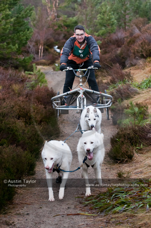 Racing Team in the Siberian Husky Club of GB Arden Grange Aviemore Sled Dog Rally 2011. Please don't use my images on websites, blogs or elsewhere without my permission. See www.austintaylorphotography.com for contact details