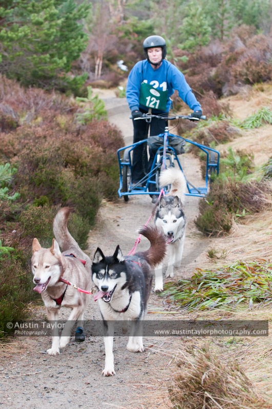 Racing Team in the Siberian Husky Club of GB Arden Grange Aviemore Sled Dog Rally 2011. Please don't use my images on websites, blogs or elsewhere without my permission. See www.austintaylorphotography.com for contact details