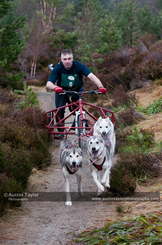 Racing Team in the Siberian Husky Club of GB Arden Grange Aviemore Sled Dog Rally 2011. Please don't use my images on websites, blogs or elsewhere without my permission. See www.austintaylorphotography.com for contact details