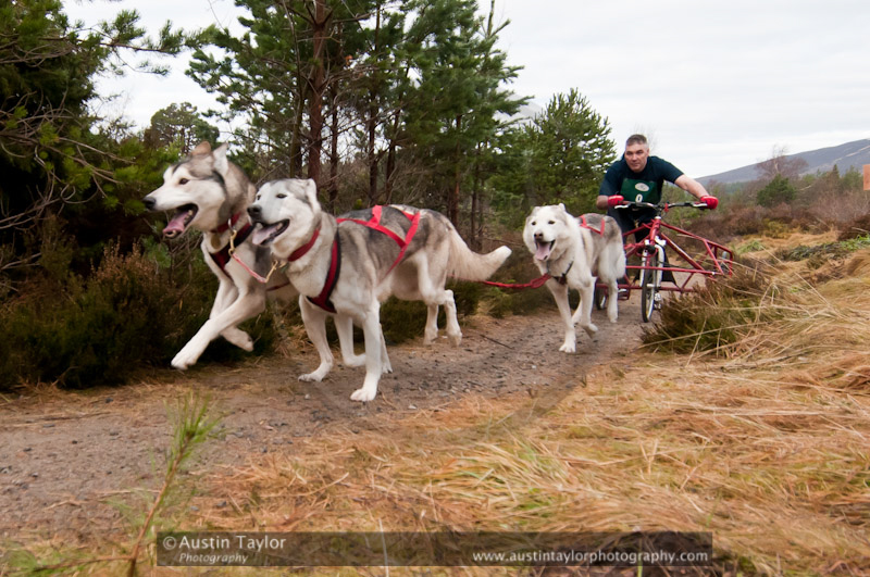 Racing Team in the Siberian Husky Club of GB Arden Grange Aviemore Sled Dog Rally 2011. Please don't use my images on websites, blogs or elsewhere without my permission. See www.austintaylorphotography.com for contact details