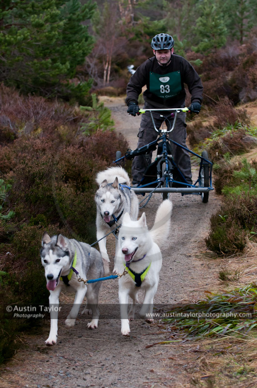 Racing Team in the Siberian Husky Club of GB Arden Grange Aviemore Sled Dog Rally 2011. Please don't use my images on websites, blogs or elsewhere without my permission. See www.austintaylorphotography.com for contact details