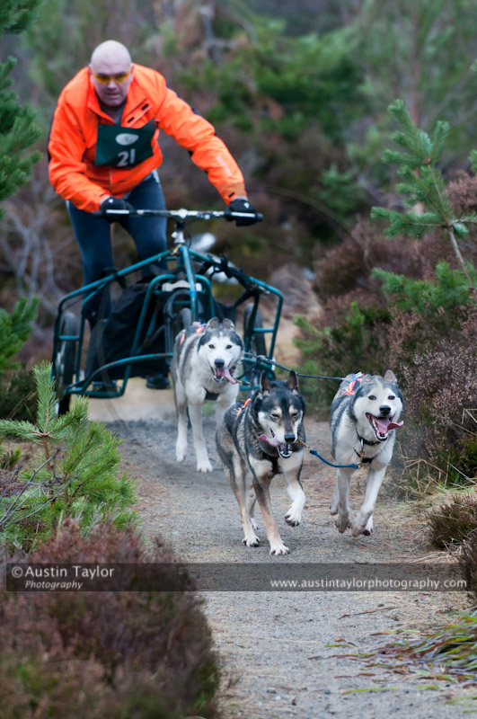Racing Team in the Siberian Husky Club of GB Arden Grange Aviemore Sled Dog Rally 2011. Please don't use my images on websites, blogs or elsewhere without my permission. See www.austintaylorphotography.com for contact details