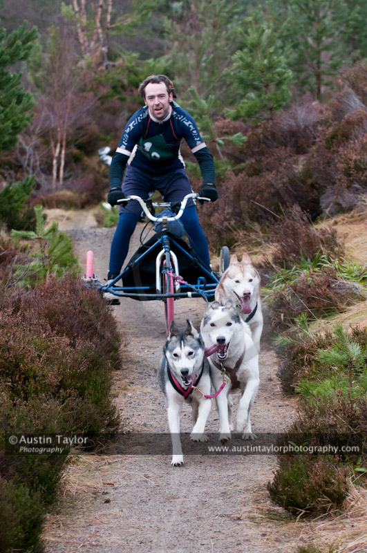 Racing Team in the Siberian Husky Club of GB Arden Grange Aviemore Sled Dog Rally 2011. Please don't use my images on websites, blogs or elsewhere without my permission. See www.austintaylorphotography.com for contact details