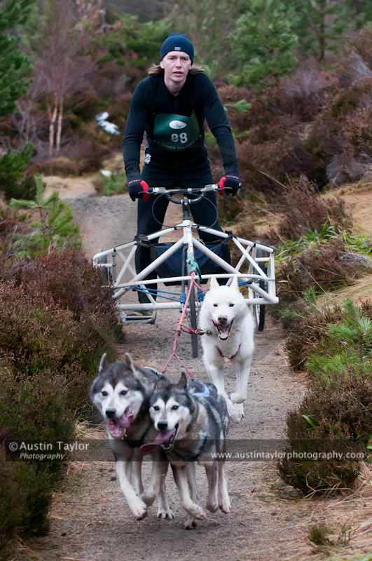 Racing Team in the Siberian Husky Club of GB Arden Grange Aviemore Sled Dog Rally 2011. Please don't use my images on websites, blogs or elsewhere without my permission. See www.austintaylorphotography.com for contact details