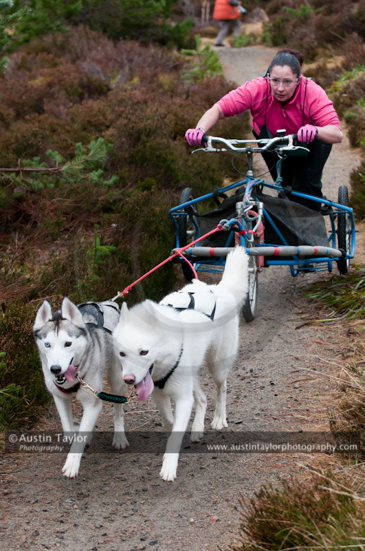 Racing Team in the Siberian Husky Club of GB Arden Grange Aviemore Sled Dog Rally 2011. Please don't use my images on websites, blogs or elsewhere without my permission. See www.austintaylorphotography.com for contact details