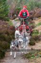 Racing Team in the Siberian Husky Club of GB Arden Grange Aviemore Sled Dog Rally 2011. Please don't use my images on websites, blogs or elsewhere without my permission. See www.austintaylorphotography.com for contact details