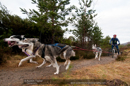 Racing Team in the Siberian Husky Club of GB Arden Grange Aviemore Sled Dog Rally 2011. Please don't use my images on websites, blogs or elsewhere without my permission. See www.austintaylorphotography.com for contact details