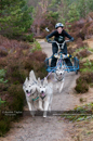 Racing Team in the Siberian Husky Club of GB Arden Grange Aviemore Sled Dog Rally 2011. Please don't use my images on websites, blogs or elsewhere without my permission. See www.austintaylorphotography.com for contact details