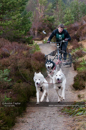 Racing Team in the Siberian Husky Club of GB Arden Grange Aviemore Sled Dog Rally 2011. Please don't use my images on websites, blogs or elsewhere without my permission. See www.austintaylorphotography.com for contact details