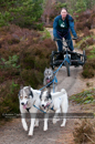 Racing Team in the Siberian Husky Club of GB Arden Grange Aviemore Sled Dog Rally 2011. Please don't use my images on websites, blogs or elsewhere without my permission. See www.austintaylorphotography.com for contact details