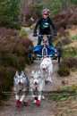 Racing Team in the Siberian Husky Club of GB Arden Grange Aviemore Sled Dog Rally 2011. Please don't use my images on websites, blogs or elsewhere without my permission. See www.austintaylorphotography.com for contact details