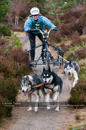 Racing Team in the Siberian Husky Club of GB Arden Grange Aviemore Sled Dog Rally 2011. Please don't use my images on websites, blogs or elsewhere without my permission. See www.austintaylorphotography.com for contact details