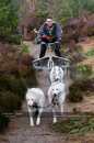 Racing Team in the Siberian Husky Club of GB Arden Grange Aviemore Sled Dog Rally 2011. Please don't use my images on websites, blogs or elsewhere without my permission. See www.austintaylorphotography.com for contact details
