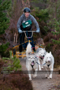 Racing Team in the Siberian Husky Club of GB Arden Grange Aviemore Sled Dog Rally 2011. Please don't use my images on websites, blogs or elsewhere without my permission. See www.austintaylorphotography.com for contact details