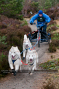 Racing Team in the Siberian Husky Club of GB Arden Grange Aviemore Sled Dog Rally 2011. Please don't use my images on websites, blogs or elsewhere without my permission. See www.austintaylorphotography.com for contact details