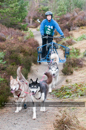 Racing Team in the Siberian Husky Club of GB Arden Grange Aviemore Sled Dog Rally 2011. Please don't use my images on websites, blogs or elsewhere without my permission. See www.austintaylorphotography.com for contact details