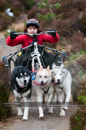 Racing Team in the Siberian Husky Club of GB Arden Grange Aviemore Sled Dog Rally 2011. Please don't use my images on websites, blogs or elsewhere without my permission. See www.austintaylorphotography.com for contact details