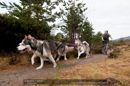 Racing Team in the Siberian Husky Club of GB Arden Grange Aviemore Sled Dog Rally 2011. Please don't use my images on websites, blogs or elsewhere without my permission. See www.austintaylorphotography.com for contact details