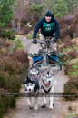 Racing Team in the Siberian Husky Club of GB Arden Grange Aviemore Sled Dog Rally 2011. Please don't use my images on websites, blogs or elsewhere without my permission. See www.austintaylorphotography.com for contact details