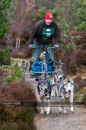 Racing Team in the Siberian Husky Club of GB Arden Grange Aviemore Sled Dog Rally 2011. Please don't use my images on websites, blogs or elsewhere without my permission. See www.austintaylorphotography.com for contact details