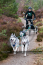 Racing Team in the Siberian Husky Club of GB Arden Grange Aviemore Sled Dog Rally 2011. Please don't use my images on websites, blogs or elsewhere without my permission. See www.austintaylorphotography.com for contact details