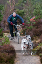 Racing Team in the Siberian Husky Club of GB Arden Grange Aviemore Sled Dog Rally 2011. Please don't use my images on websites, blogs or elsewhere without my permission. See www.austintaylorphotography.com for contact details