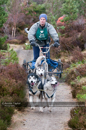 Racing Team in the Siberian Husky Club of GB Arden Grange Aviemore Sled Dog Rally 2011. Please don't use my images on websites, blogs or elsewhere without my permission. See www.austintaylorphotography.com for contact details