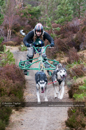 Racing Team in the Siberian Husky Club of GB Arden Grange Aviemore Sled Dog Rally 2011. Please don't use my images on websites, blogs or elsewhere without my permission. See www.austintaylorphotography.com for contact details