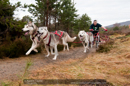 Racing Team in the Siberian Husky Club of GB Arden Grange Aviemore Sled Dog Rally 2011. Please don't use my images on websites, blogs or elsewhere without my permission. See www.austintaylorphotography.com for contact details