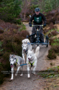 Racing Team in the Siberian Husky Club of GB Arden Grange Aviemore Sled Dog Rally 2011. Please don't use my images on websites, blogs or elsewhere without my permission. See www.austintaylorphotography.com for contact details