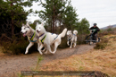 Racing Team in the Siberian Husky Club of GB Arden Grange Aviemore Sled Dog Rally 2011. Please don't use my images on websites, blogs or elsewhere without my permission. See www.austintaylorphotography.com for contact details