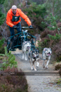 Class E dog sled racing team