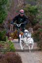 Racing Team in the Siberian Husky Club of GB Arden Grange Aviemore Sled Dog Rally 2011. Please don't use my images on websites, blogs or elsewhere without my permission. See www.austintaylorphotography.com for contact details