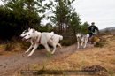 Racing Team in the Siberian Husky Club of GB Arden Grange Aviemore Sled Dog Rally 2011. Please don't use my images on websites, blogs or elsewhere without my permission. See www.austintaylorphotography.com for contact details
