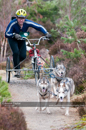 Racing Team in the Siberian Husky Club of GB Arden Grange Aviemore Sled Dog Rally 2011. Please don't use my images on websites, blogs or elsewhere without my permission. See www.austintaylorphotography.com for contact details