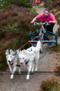 Racing Team in the Siberian Husky Club of GB Arden Grange Aviemore Sled Dog Rally 2011. Please don't use my images on websites, blogs or elsewhere without my permission. See www.austintaylorphotography.com for contact details