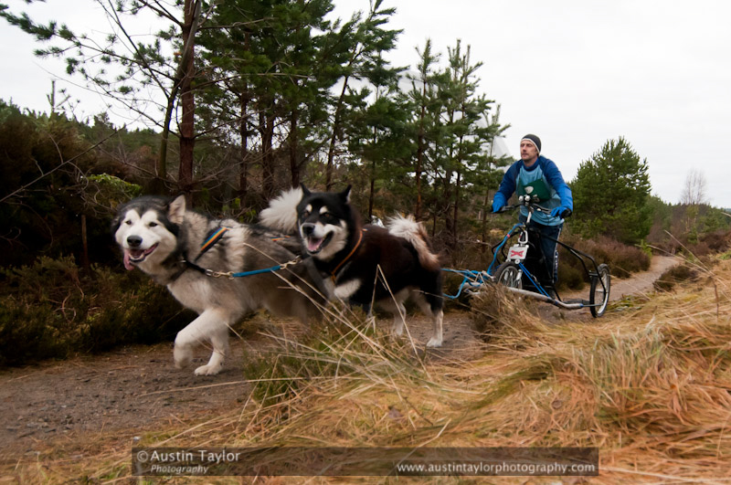 Racing Team in the Siberian Husky Club of GB Arden Grange Aviemore Sled Dog Rally 2011. Please don't use my images on websites, blogs or elsewhere without my permission. See www.austintaylorphotography.com for contact details
