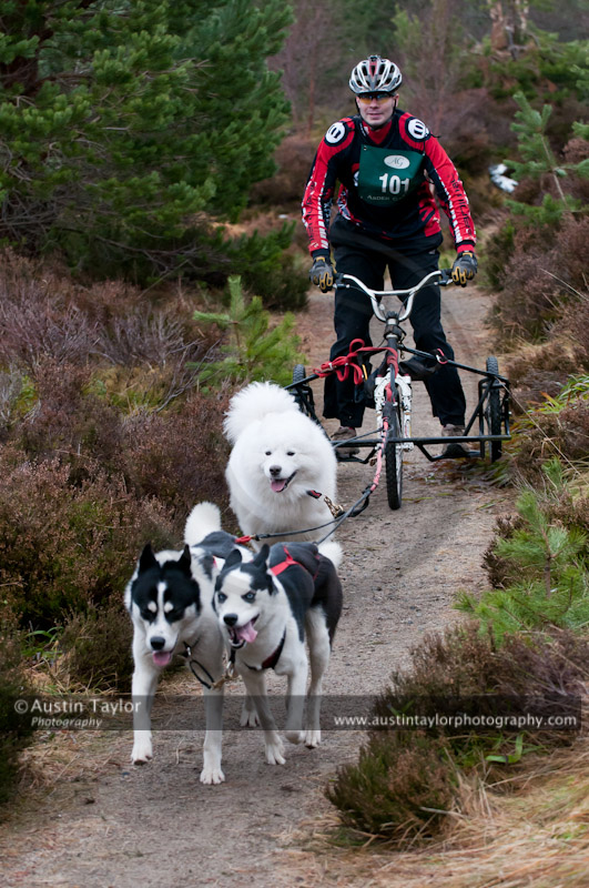 Racing Team in the Siberian Husky Club of GB Arden Grange Aviemore Sled Dog Rally 2011. Please don't use my images on websites, blogs or elsewhere without my permission. See www.austintaylorphotography.com for contact details