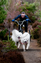 Racing Team in the Siberian Husky Club of GB Arden Grange Aviemore Sled Dog Rally 2011. Please don't use my images on websites, blogs or elsewhere without my permission. See www.austintaylorphotography.com for contact details