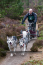 Racing Team in the Siberian Husky Club of GB Arden Grange Aviemore Sled Dog Rally 2011. Please don't use my images on websites, blogs or elsewhere without my permission. See www.austintaylorphotography.com for contact details