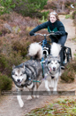 Racing Team in the Siberian Husky Club of GB Arden Grange Aviemore Sled Dog Rally 2011. Please don't use my images on websites, blogs or elsewhere without my permission. See www.austintaylorphotography.com for contact details