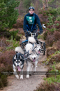 Racing Team in the Siberian Husky Club of GB Arden Grange Aviemore Sled Dog Rally 2011. Please don't use my images on websites, blogs or elsewhere without my permission. See www.austintaylorphotography.com for contact details