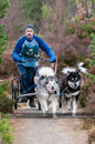 Racing Team in the Siberian Husky Club of GB Arden Grange Aviemore Sled Dog Rally 2011. Please don't use my images on websites, blogs or elsewhere without my permission. See www.austintaylorphotography.com for contact details