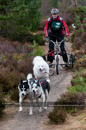 Racing Team in the Siberian Husky Club of GB Arden Grange Aviemore Sled Dog Rally 2011. Please don't use my images on websites, blogs or elsewhere without my permission. See www.austintaylorphotography.com for contact details