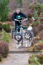 Racing Team in the Siberian Husky Club of GB Arden Grange Aviemore Sled Dog Rally 2011. Please don't use my images on websites, blogs or elsewhere without my permission. See www.austintaylorphotography.com for contact details