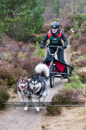 Racing Team in the Siberian Husky Club of GB Arden Grange Aviemore Sled Dog Rally 2011. Please don't use my images on websites, blogs or elsewhere without my permission. See www.austintaylorphotography.com for contact details