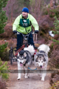 Racing Team in the Siberian Husky Club of GB Arden Grange Aviemore Sled Dog Rally 2011. Please don't use my images on websites, blogs or elsewhere without my permission. See www.austintaylorphotography.com for contact details