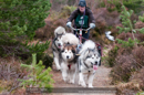 Racing Team in the Siberian Husky Club of GB Arden Grange Aviemore Sled Dog Rally 2011. Please don't use my images on websites, blogs or elsewhere without my permission. See www.austintaylorphotography.com for contact details
